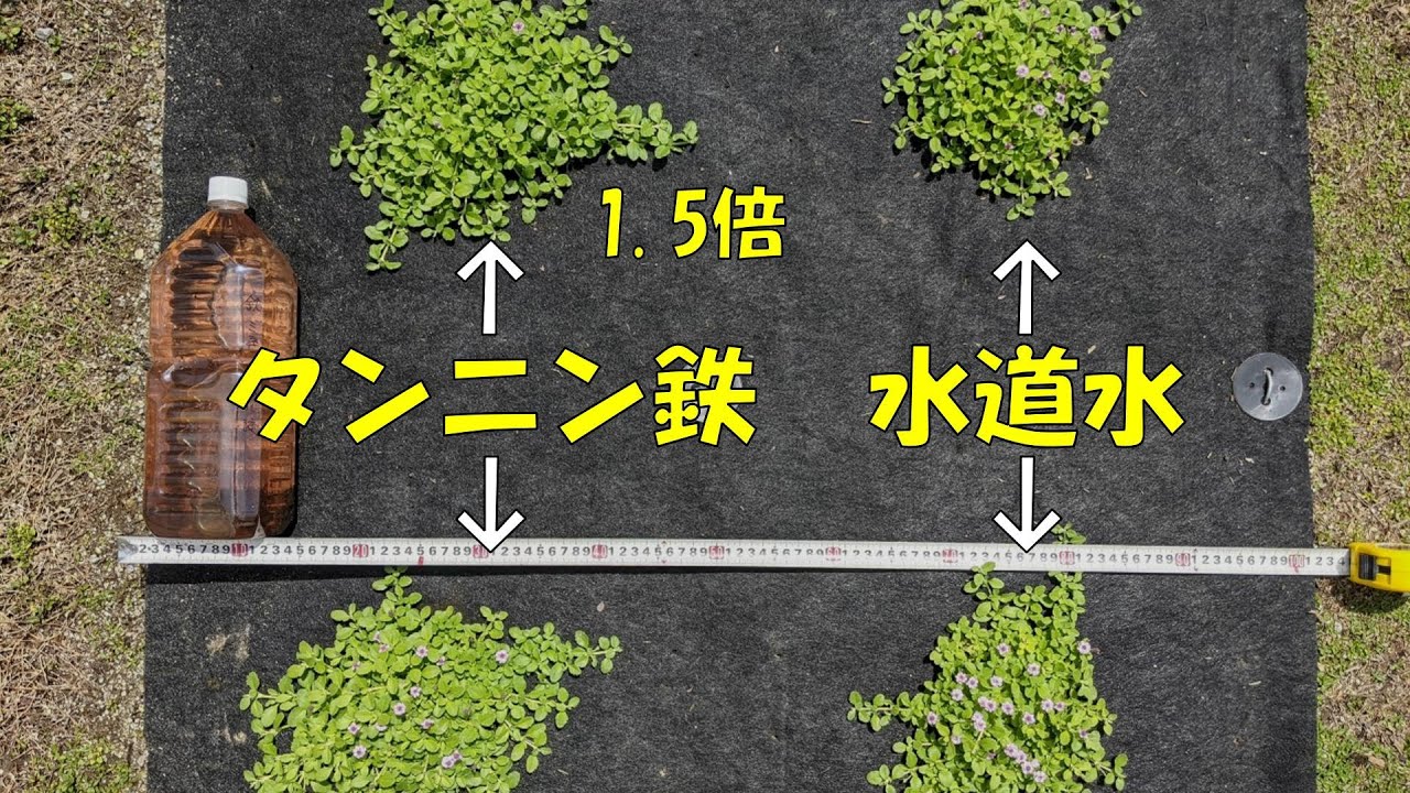自作タンニン鉄でクラピアを元気に成長させる YouTube