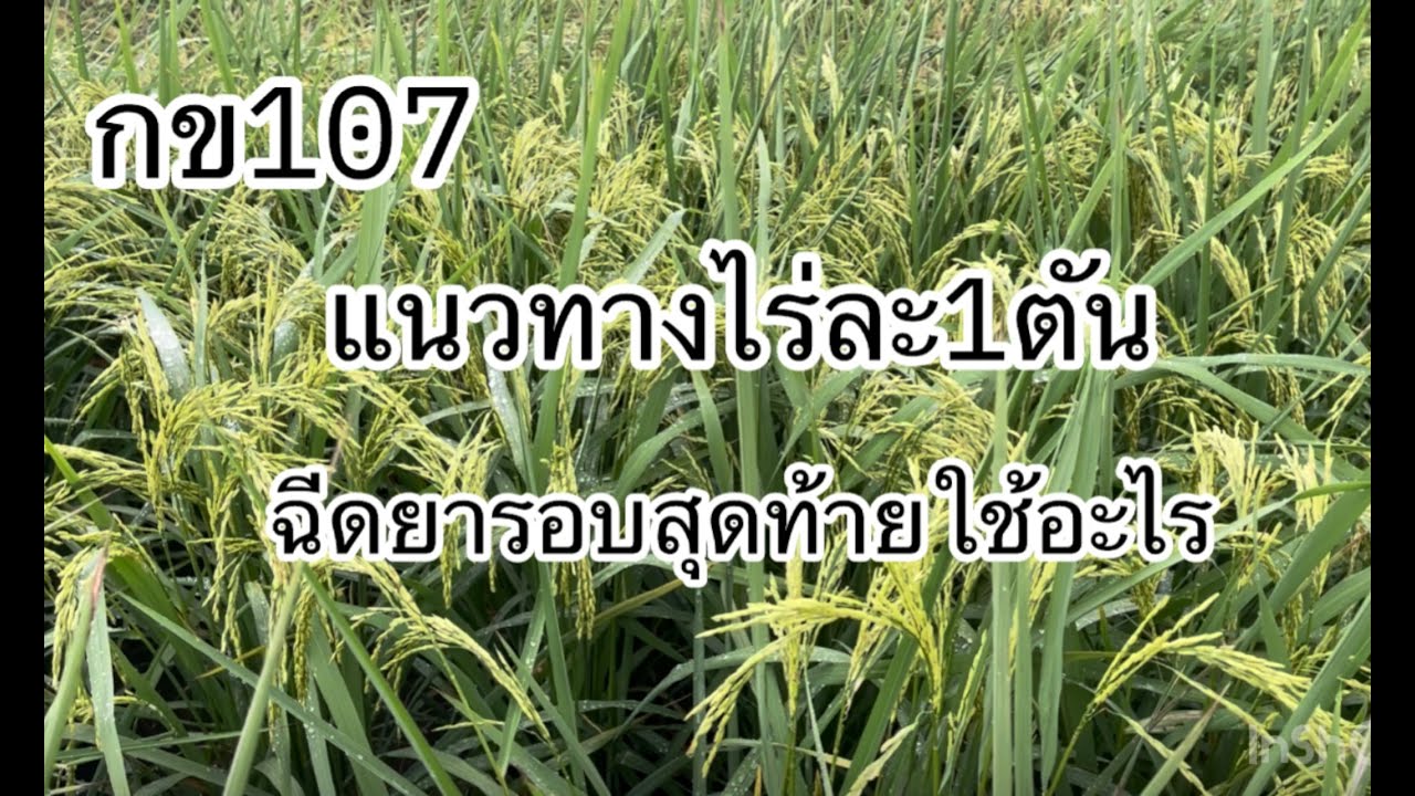 กข107ฉีดยารอบสุดท้าย