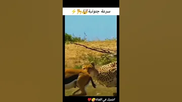 سرعة جنونية حيوان الفهد Shorts 