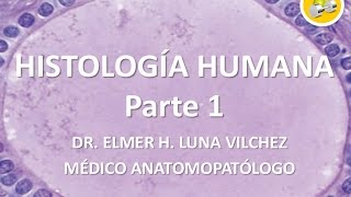 HISTOLOGÍA HUMANA Introducción Parte 1 / Dr. Elmer Luna Vilchez ...