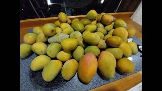 100 Pounds of Mango in 2 days!