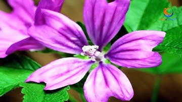 تلاوة هادئة بصوت | إدريس الهاشمي |