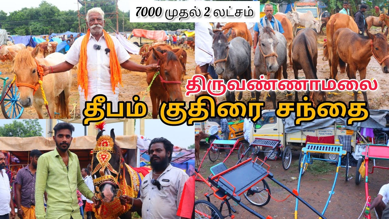 🔥திருவண்ணாமலை 💥 குதிரை சந்தை    thiruvannamalai horse market 2023 #pannaiveedu #thiruvannamalai