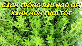 Cách Trồng Rau Ngò Om | Phan Đức #104