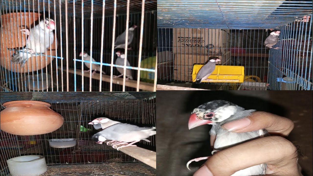 একটি খাঁচায় কয় জোড়া জাভা পাখি পালন করা যায় কলোনিতে জাভা পাখি পালন java