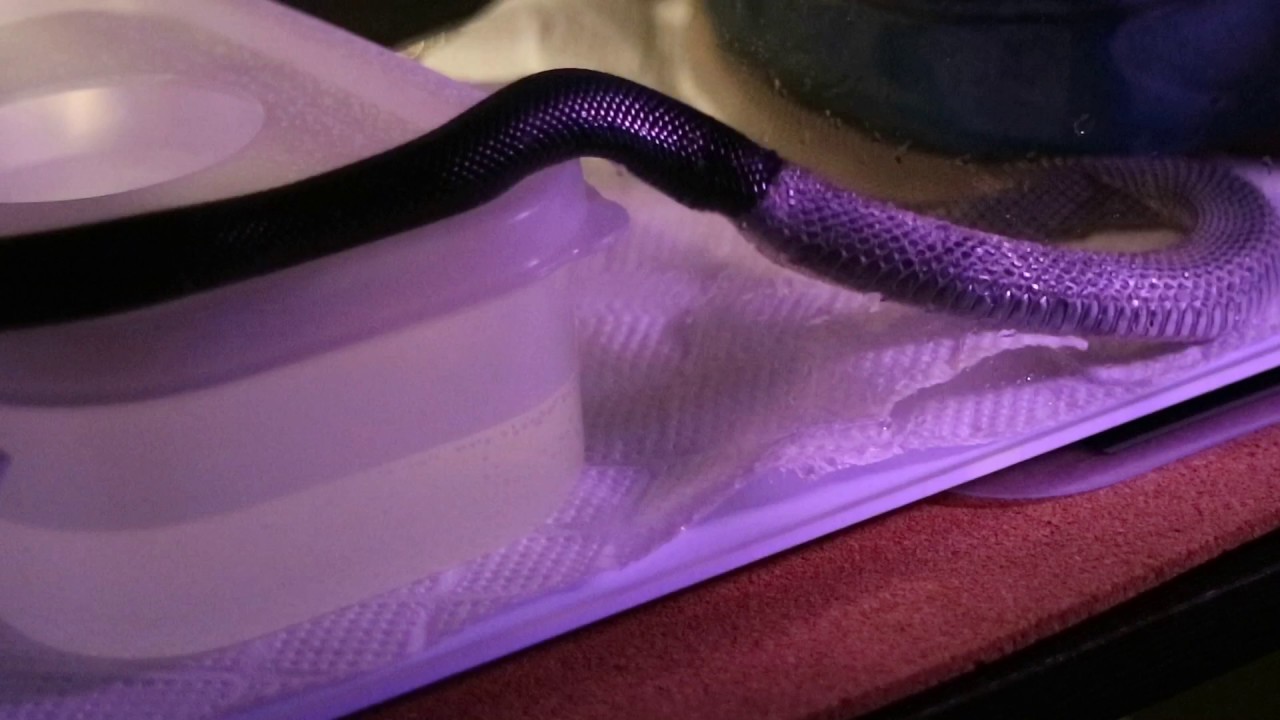 Young Mexican Black Kingsnake shedding