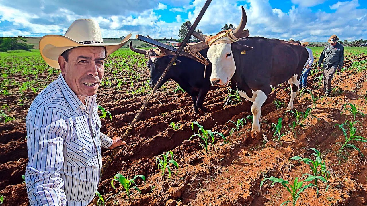 Tengo un RANCHITO... estoy SOLO... y BUSCO NOVIA