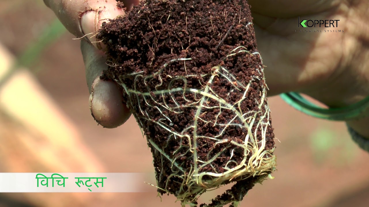 VICI Routz - Bio fertilizer by Koppert (Hindi)