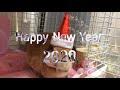 うちのうさぎがハリウッド女優に？【ミニレッキス】 1歳A healthy rabbit this year