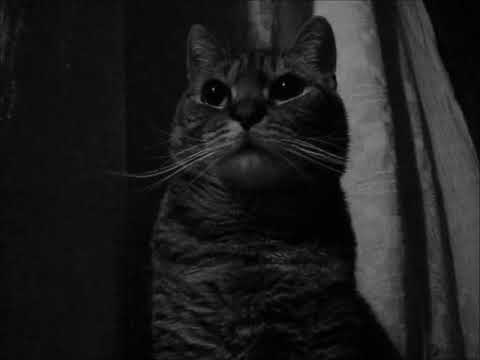 cat แปลว่า Watching the trucks