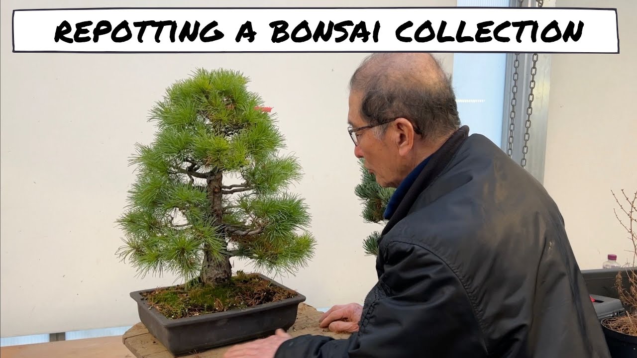 Repotting a Bonsai Collection YouTube