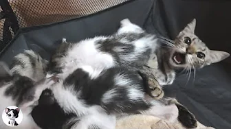 Only 1.9kg This Exhausted Mom Cat Refuses Her Kittens