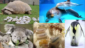 Quali animali hanno il ciclo mestruale?