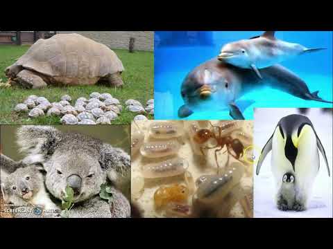Video: Quali animali hanno un ciclo di vita?
