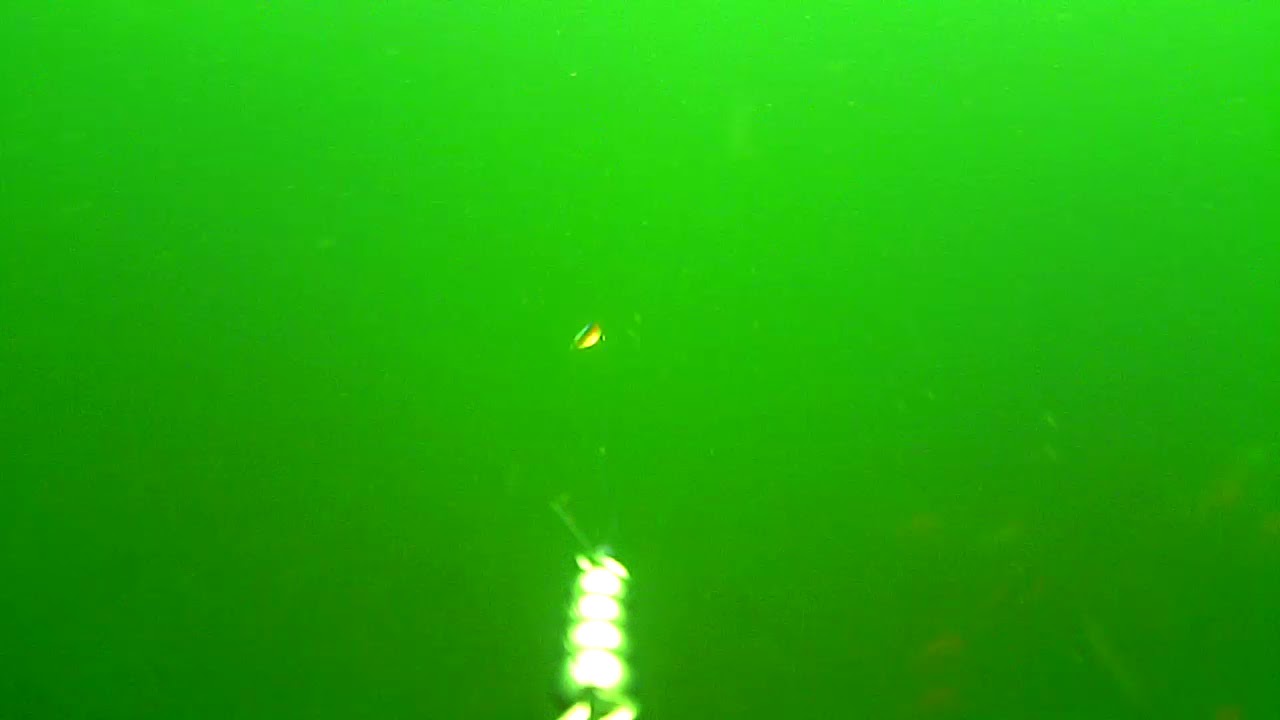 Gold fish in Dragon Lake BC