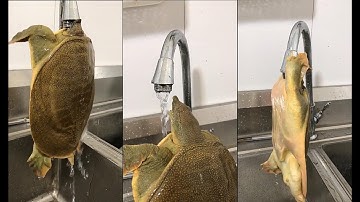 The turtle kissed the faucet  It