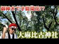 御神木で才能開花！？大麻比古神社に行ってみた／徳島県【パワースポッチャ―】