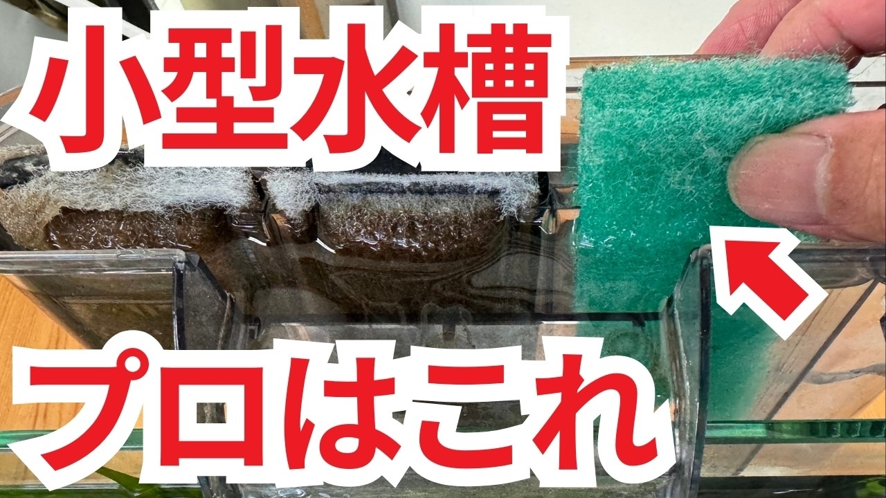 【知らないと損】小型水槽の正しい水換え・プロの清掃方法教えます