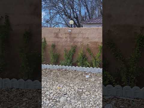 بهارآمد فارس  ایران  بهار درخت برگ سبزه عید نوروز