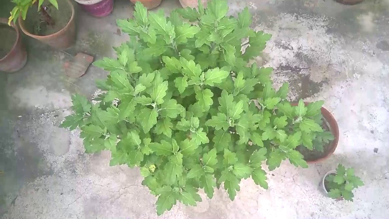 camera iphone 8 plus apk Guldaudi (chrysanthemum) cutting grow (Hindi)