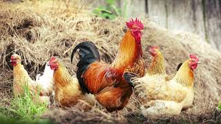 Chicken Sound - Chicken Farm Sound | Chicken Sound Effect
