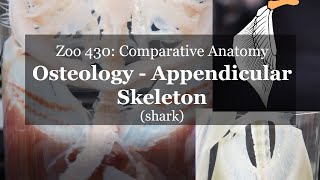 Osteology: Shark Appendicular skeleton Details