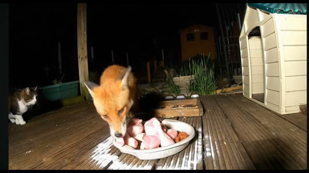 Food fight cat and fox🦊