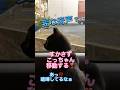 【天才お喋り猫】事件⁉️英語も話す猫 #天才猫