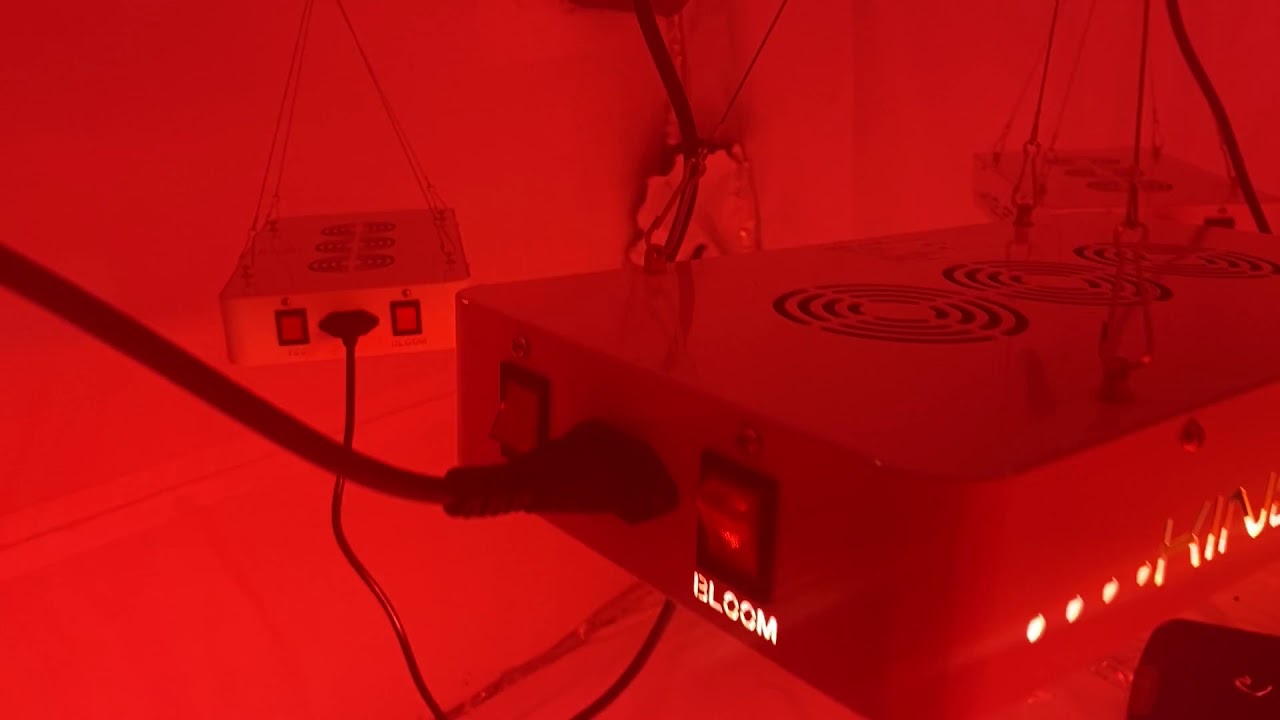 King LED Light Review YouTube