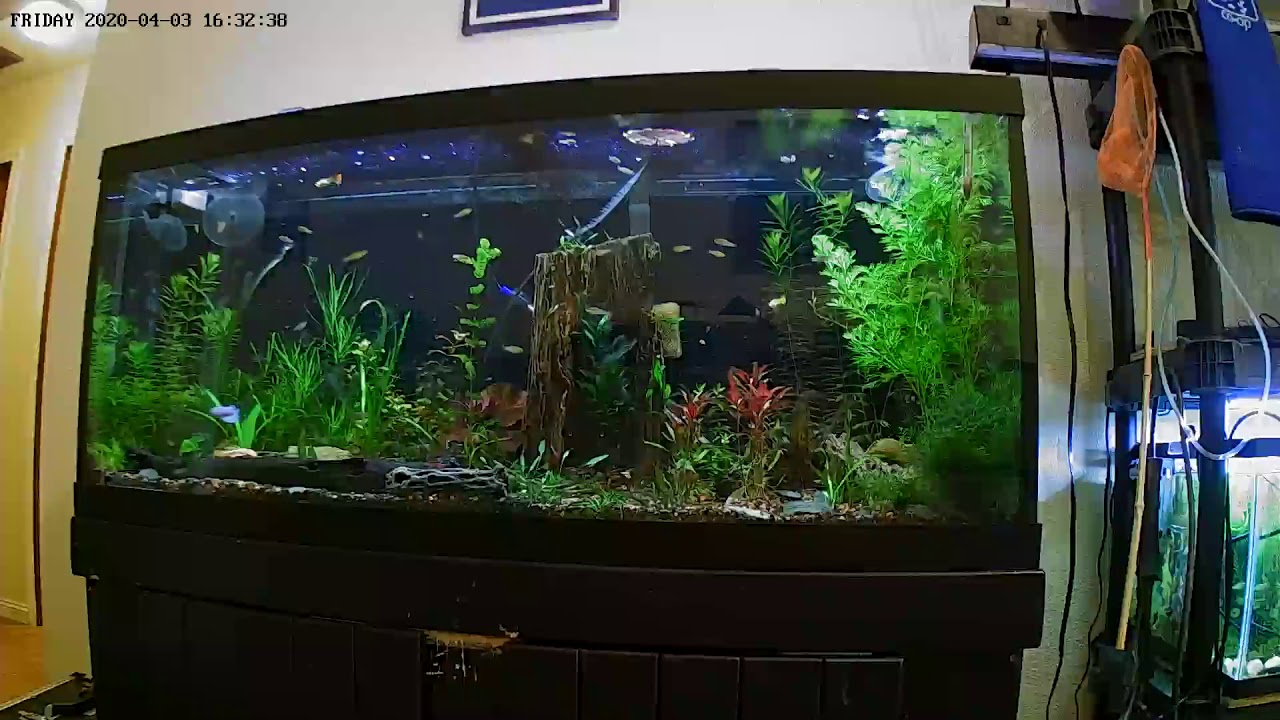 My planted sailfin molly tank YouTube
