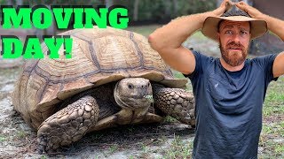 Moving a TON of Huge Tortoises!