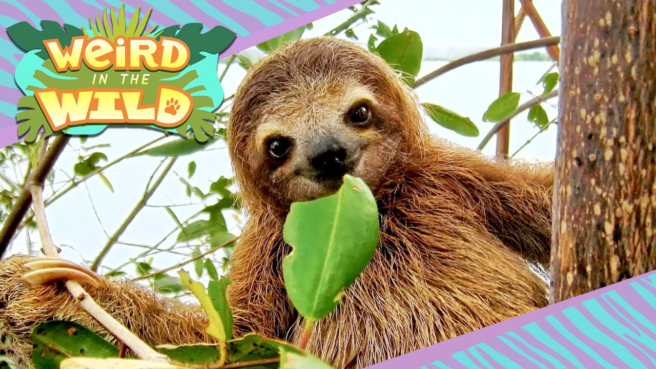 GIANT Ancient Sloths + More Facts You Didn't Know | WEIRD IN THE WILD
