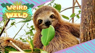 GIANT Ancient Sloths + More Facts You Didn't Know | WEIRD IN THE WILD
