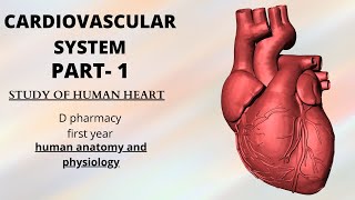 CARDIOVASCULAR SYSTEM PART- 1/D PHARM/B PHARMACY/HUMAN ANATOMY AND PHYSIOLOGY/NEW SYLLABUS/NEET 2022