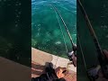 fisning life #floridafishing #viral #shorts #usa #australia #lure #fishing #carpfishing