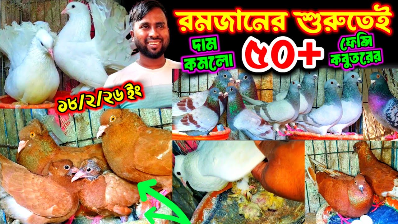 রমজানের শুরুতেই দাম কমলো ৫০+ ফেন্সি কবুতরের | ১০০% ডিম বাচ্চা গ্যারান্টি সহ কবুতর কিনুন খামার থেকে |