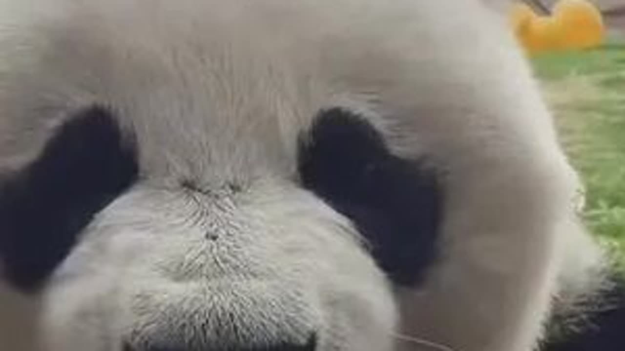 都说不允许动物成精了吗？这几只小熊精怎么回事？#中国熊猫 #大熊猫说话 #熊猫界顶流 #上热门