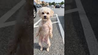 Left Right dance here! Let’s dance my people!🔥 Jonny loves it! Wherever you are! In Office, hom