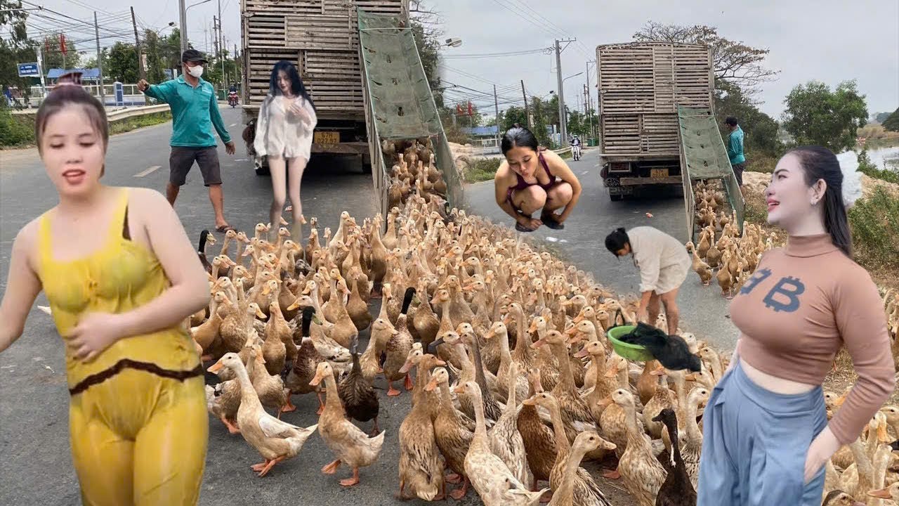 Cận cảnh tràn dịch lên xe tải đưa đến đồng biên giới để tìm mồi