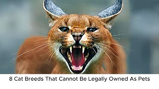 Cat Lovers | 8 Cat Breeds You Can't Legally Own as Pets | Shocking Animal Laws