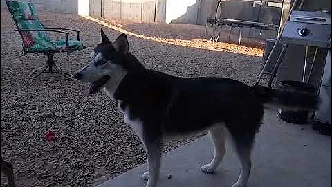 famous dogs