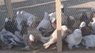 2 bin güvercin ihaleyle satışa çıkarıldı