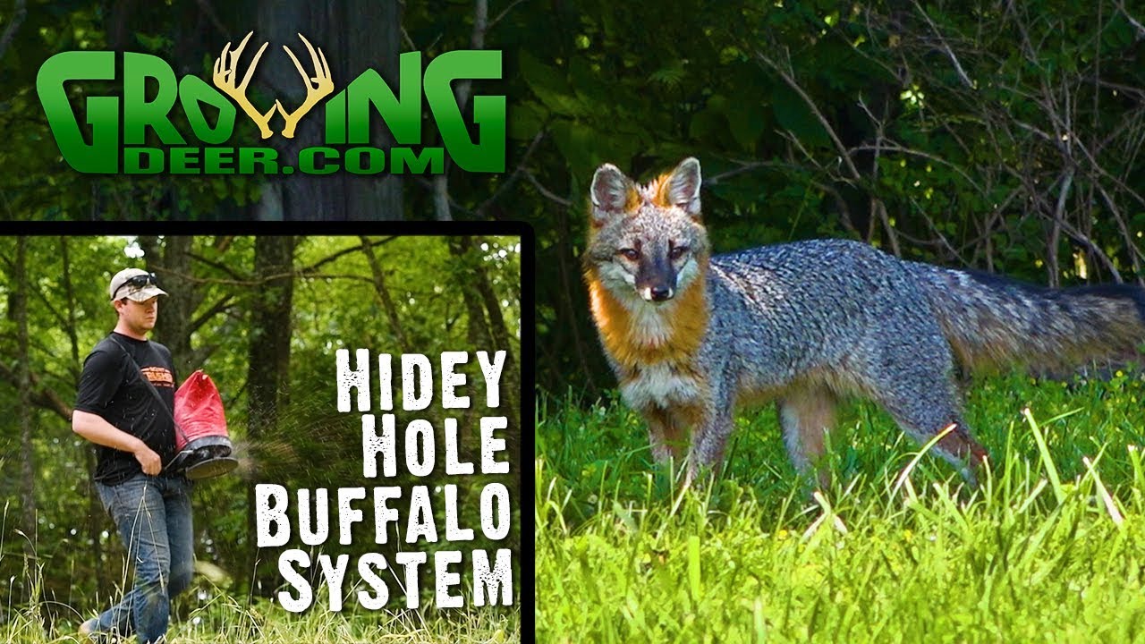 Deer Hunting: Scouting Hot Food Sources | Small Food Plots Made Better (