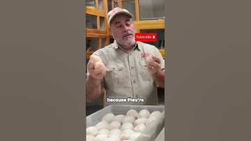 The Amazing Survival Story of Snake Eggs! #snake #funny