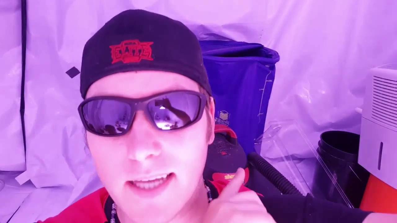 2x Perfect Sun 1000 Catching Fire with Laughing Buddha Green Crack