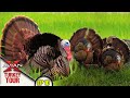 EP10 Avian-X Turkey Tour - FOUR Gobblers Bite the Dust!