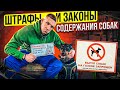 Штрафы за собаку | выгул | бродячие собаки