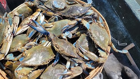 Crab Math - Trotline Crabbing
