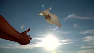 Elton Johnskyline Pigeon  Clip Legendado Em Portugus