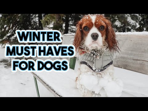 Video: Heeft mijn puppy in de winter laarsjes nodig?